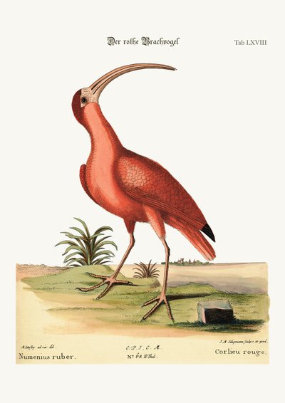 The red Curlew, 1749-73 by Mark Catesby